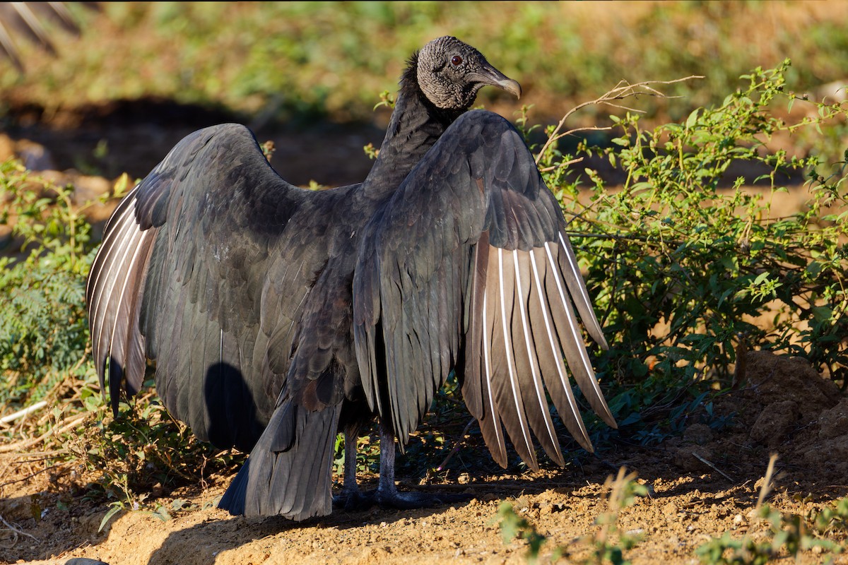 Чёрная катарта - ML647598396