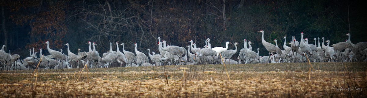 jeřáb americký - ML647598402
