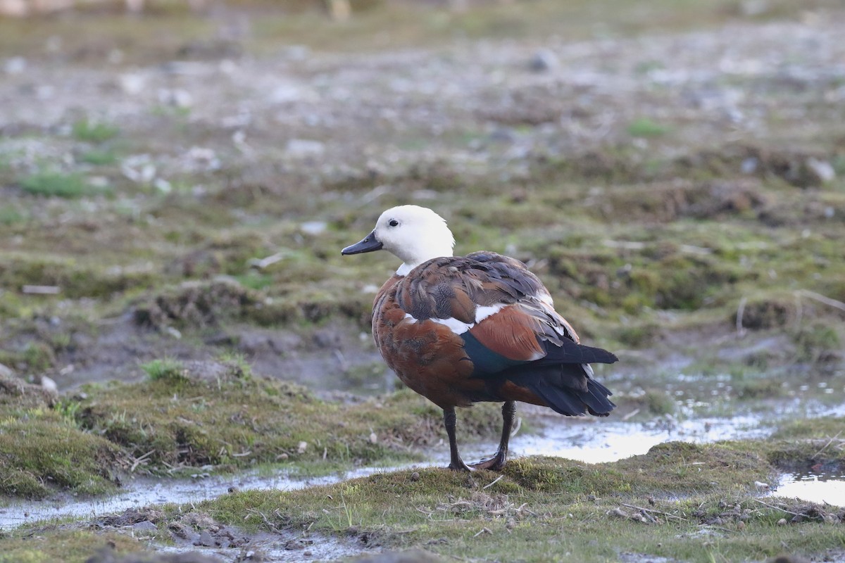 Paita maoria - ML647598408