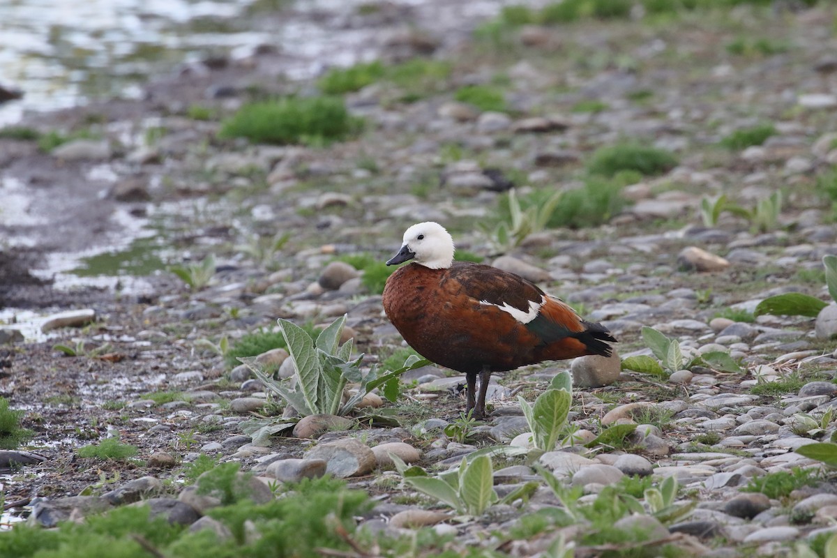 Paita maoria - ML647598410