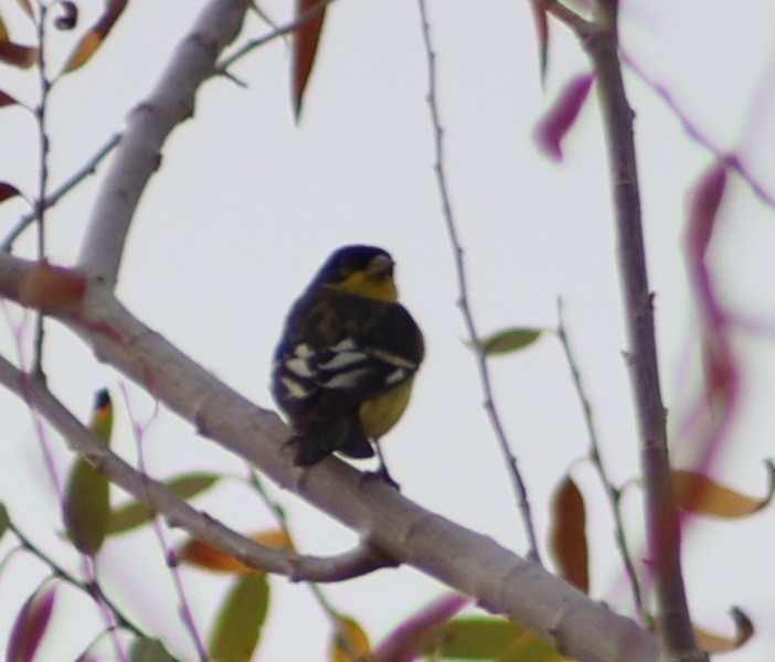 Lesser Goldfinch - ML647598419