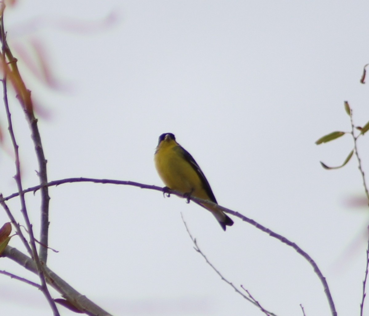 Lesser Goldfinch - ML647598420