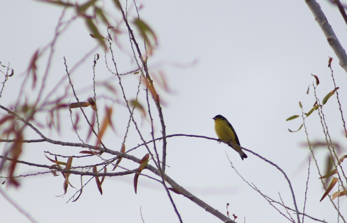 Lesser Goldfinch - ML647598421
