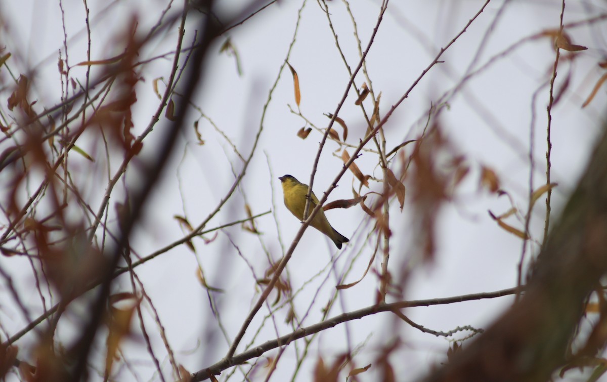 Lesser Goldfinch - ML647598422