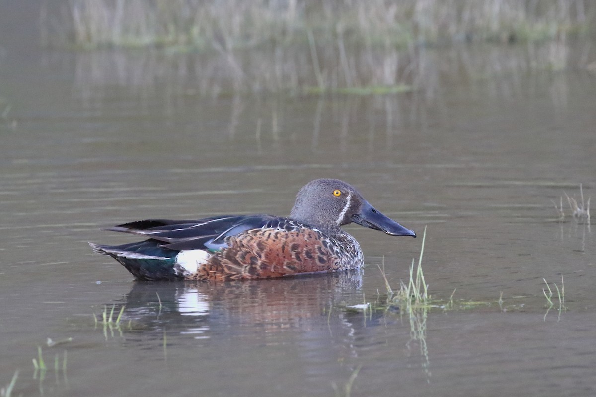 Ahate mokozabal australiarra - ML647598423