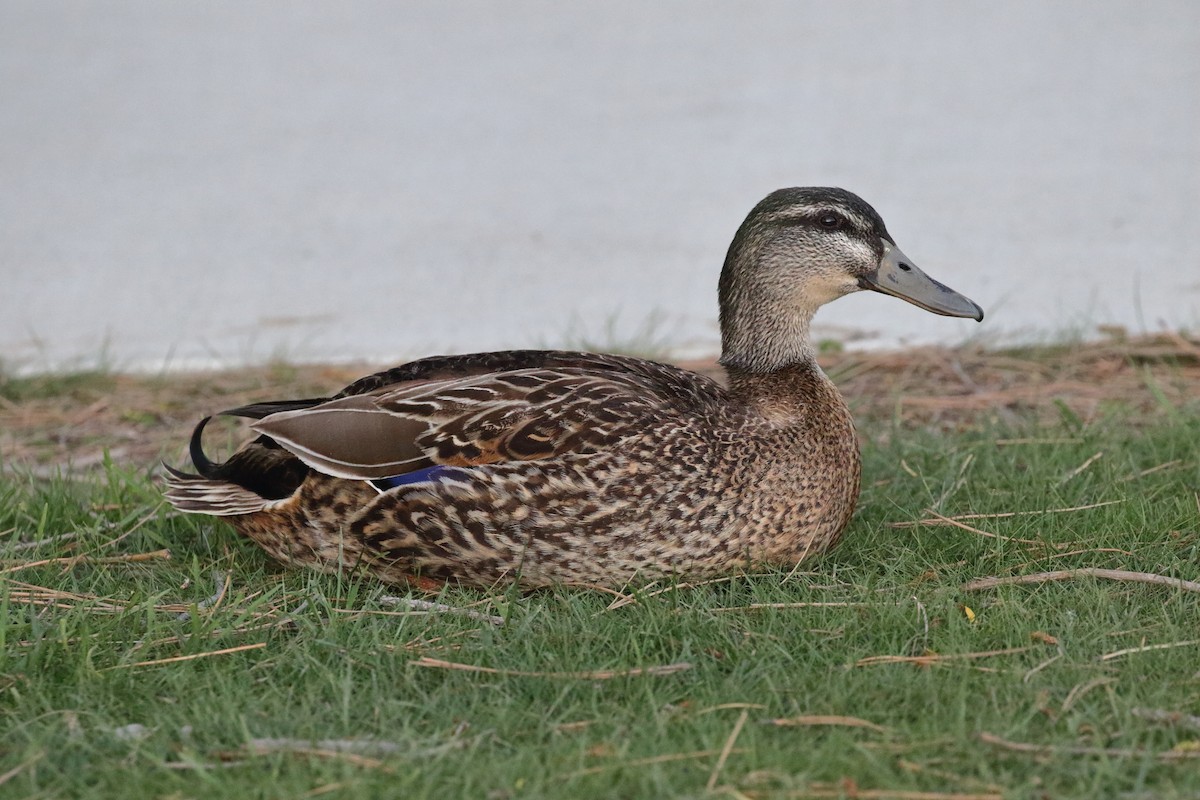 Basahatea - ML647598443