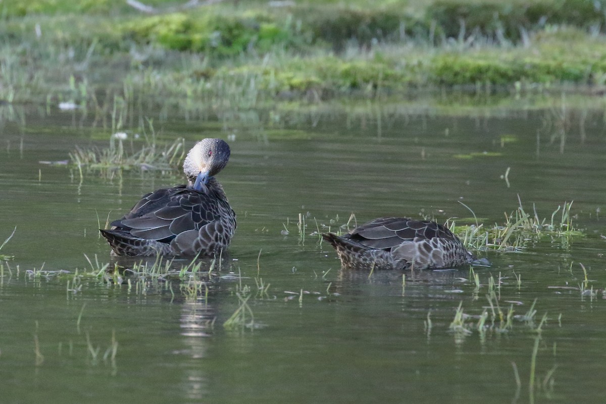 Zertzeta grisa - ML647598451