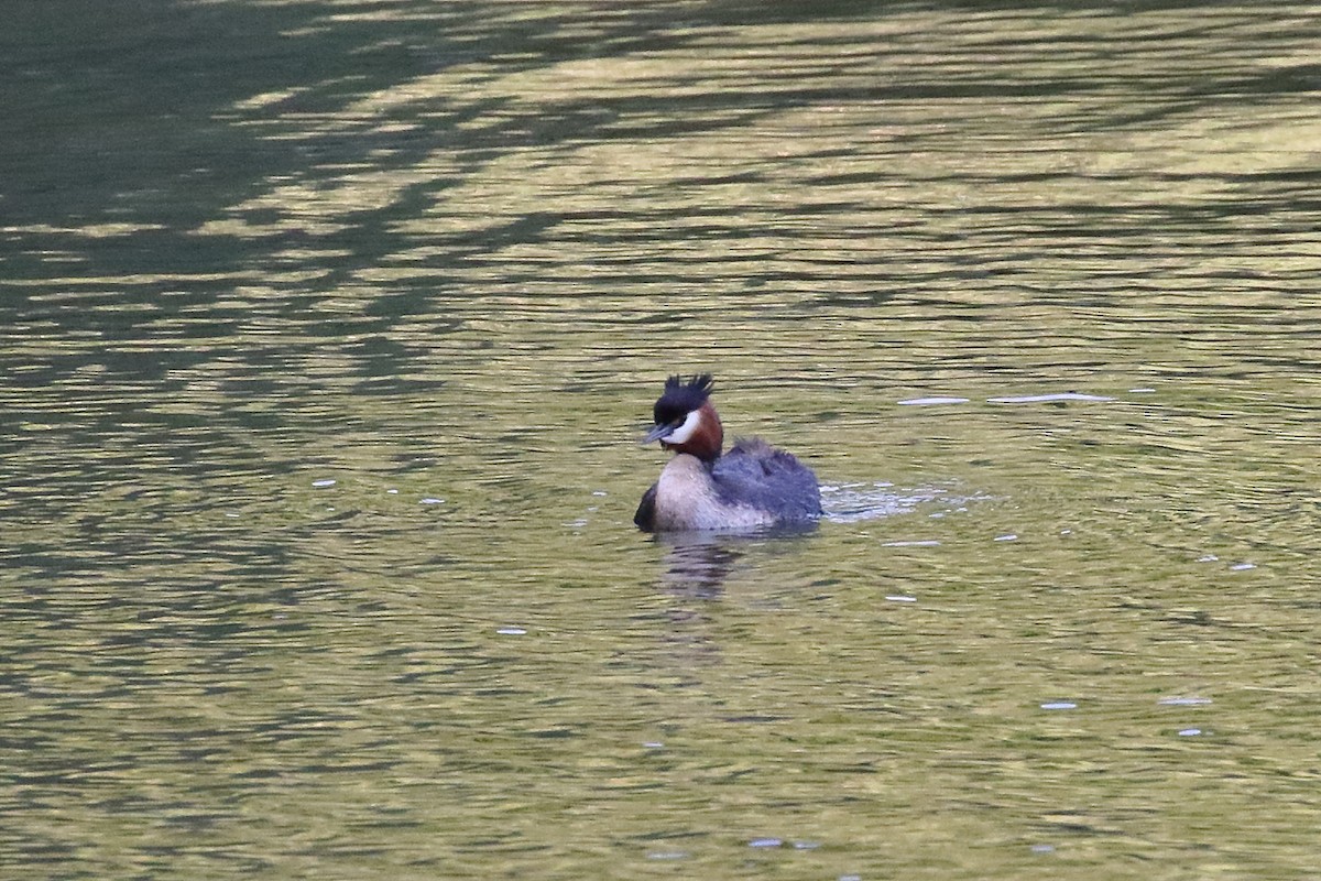 Murgil mottoduna - ML647598457