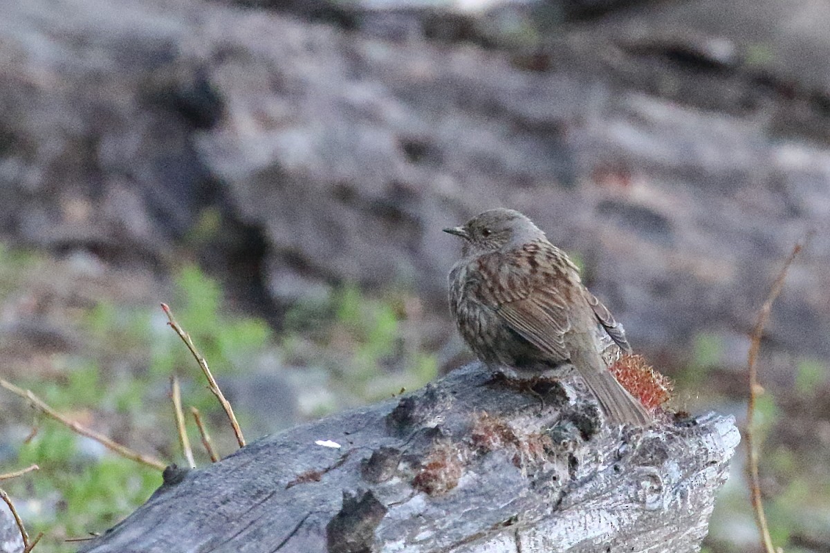 Tuntun arrunta - ML647598460