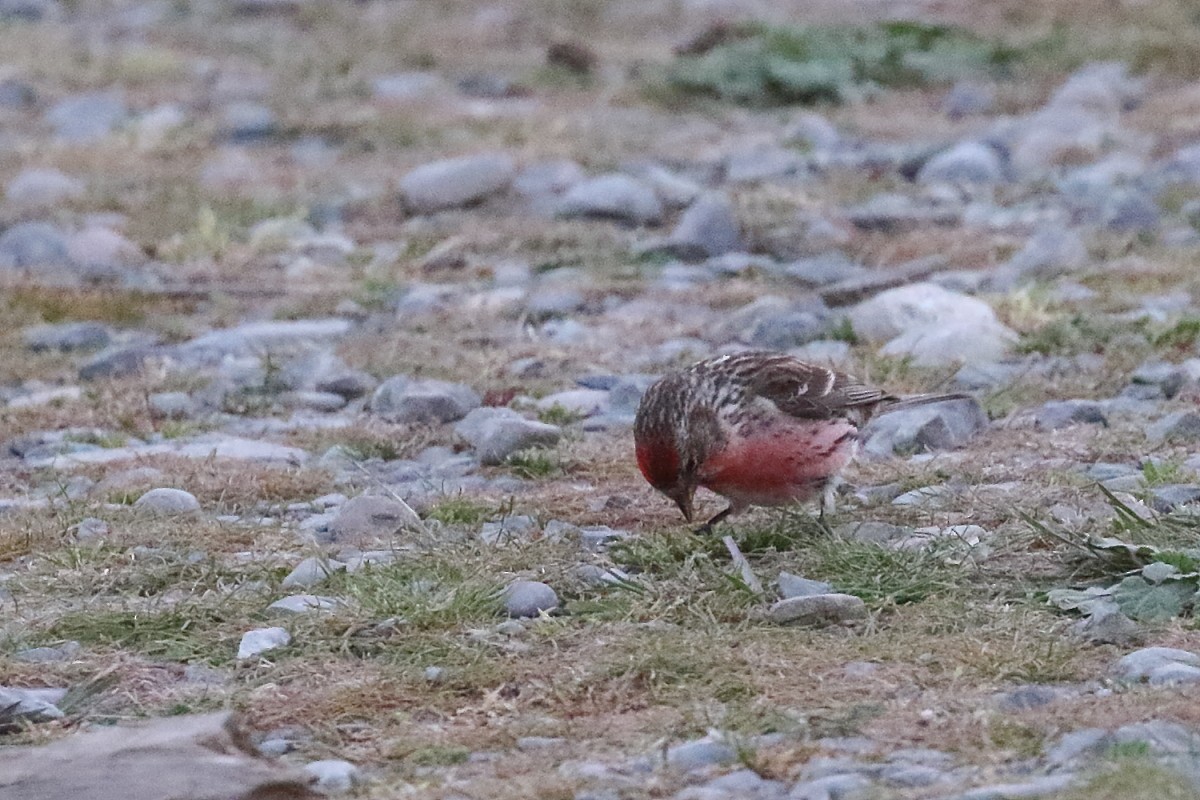 Txoka txikia - ML647598464