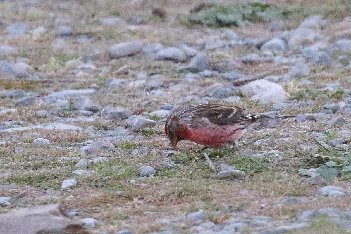 Txoka txikia - ML647598465