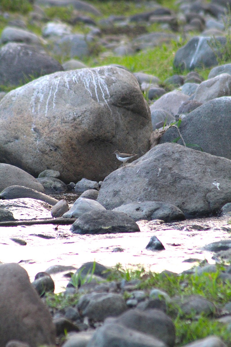 ביצנית נקודה - ML647598475