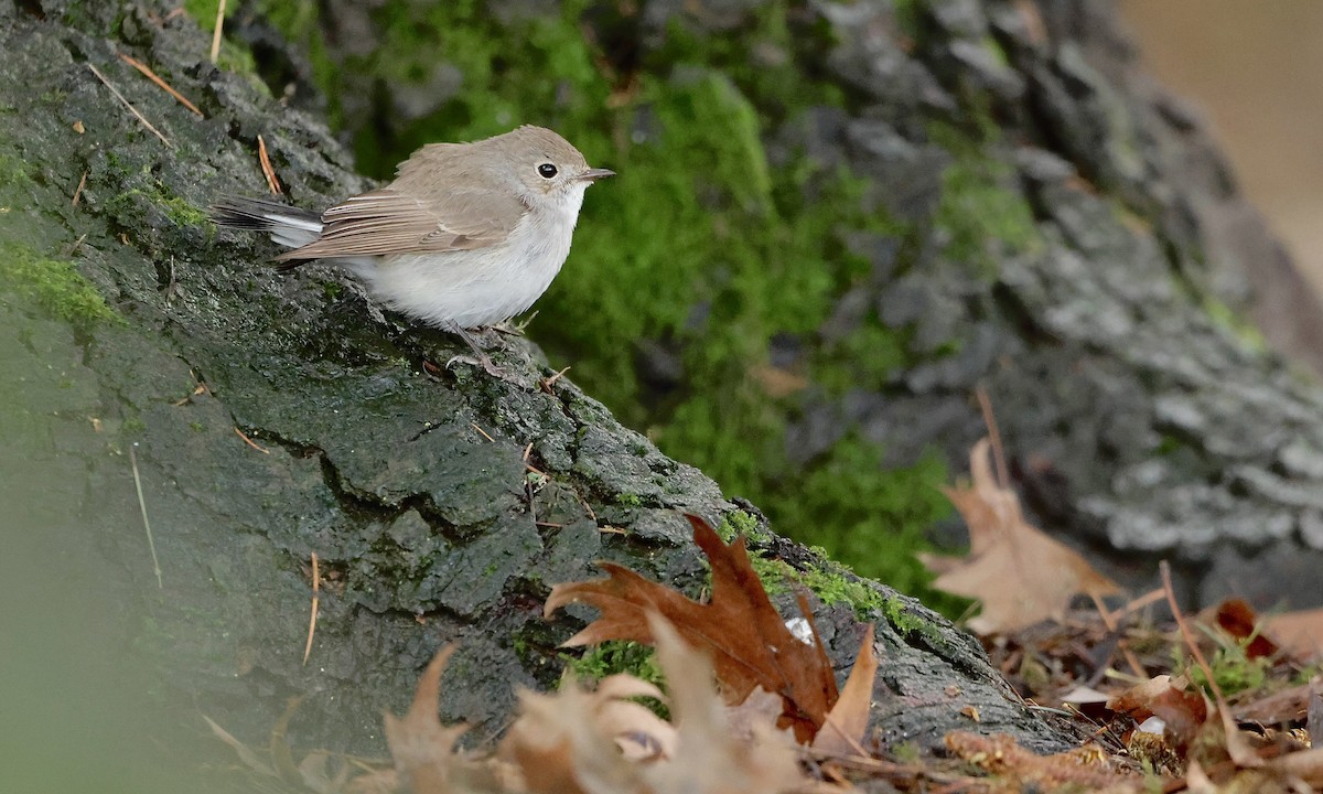 חטפית טאיגה - ML647598482