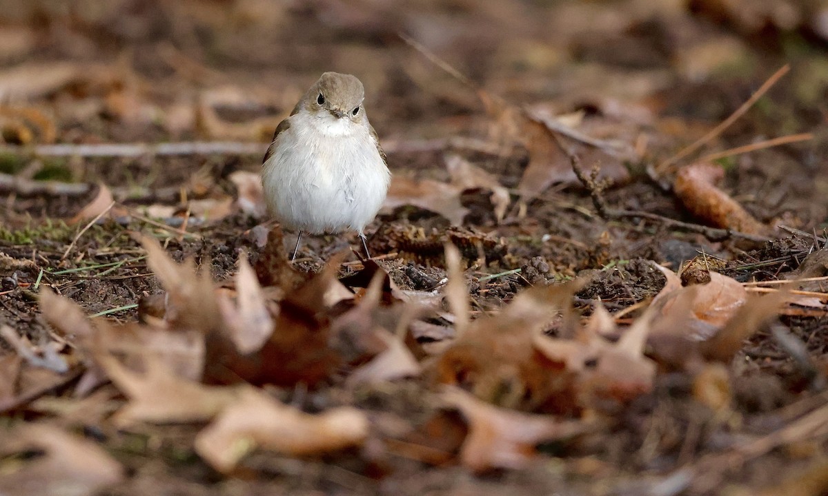 חטפית טאיגה - ML647598485