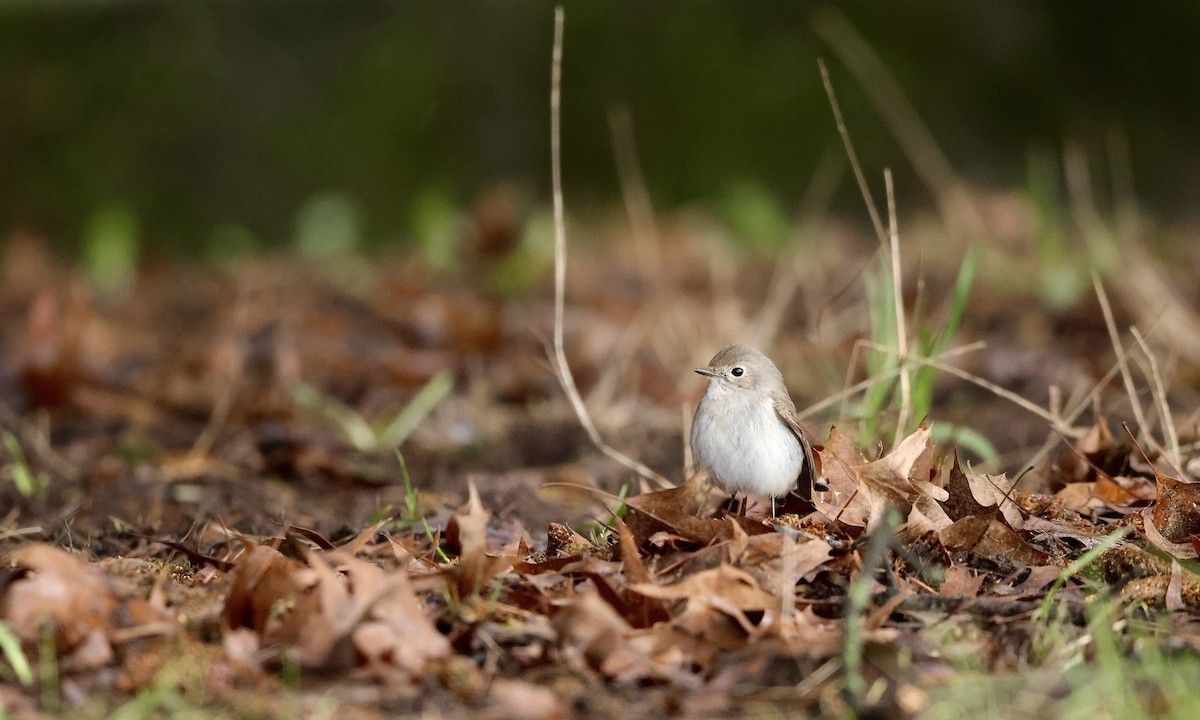חטפית טאיגה - ML647598486