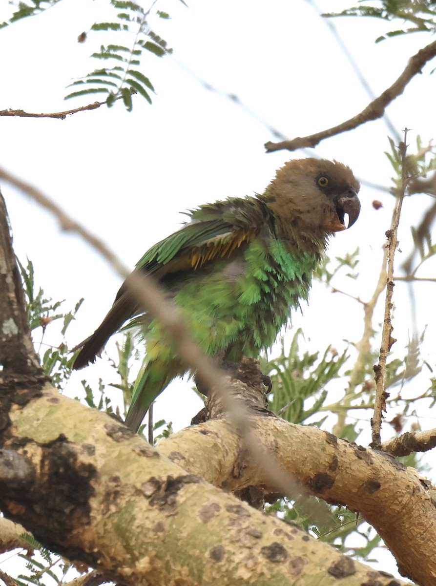 Brown-headed Parrot - ML647598494