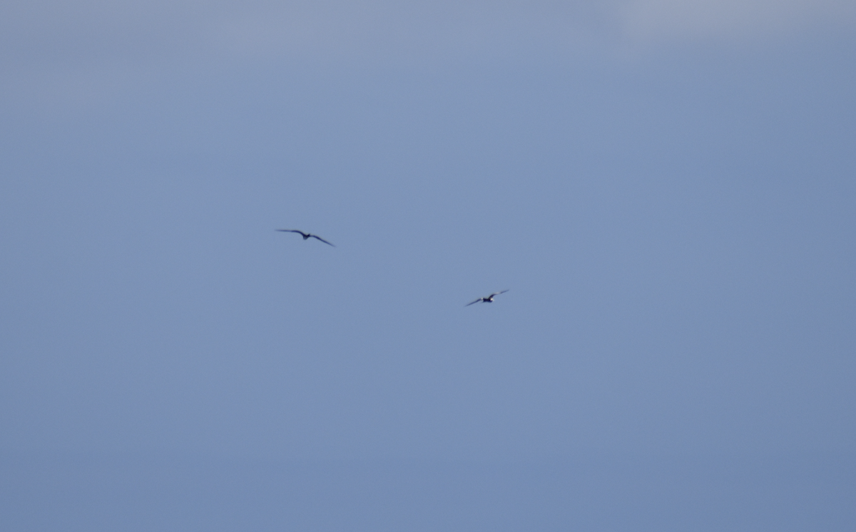 פריגט גדול - ML647598495