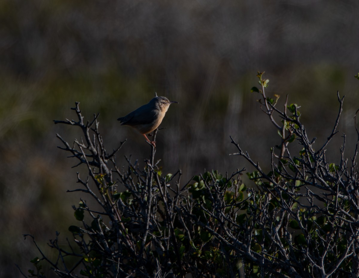 Long-billed Crombec - ML647598497
