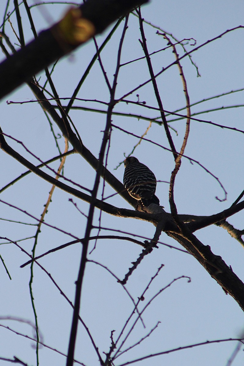 Ladder-backed Woodpecker - ML647598499