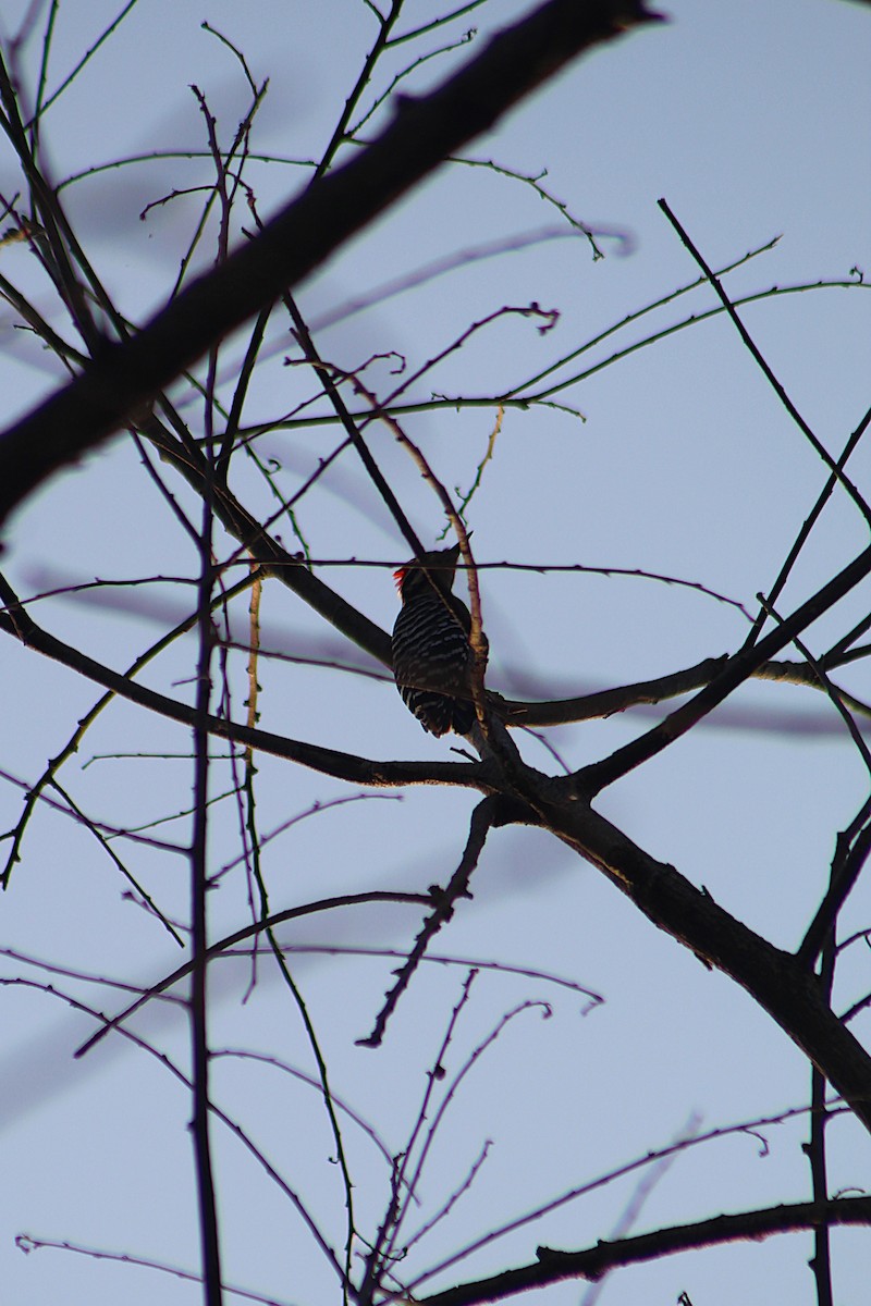 Ladder-backed Woodpecker - ML647598500