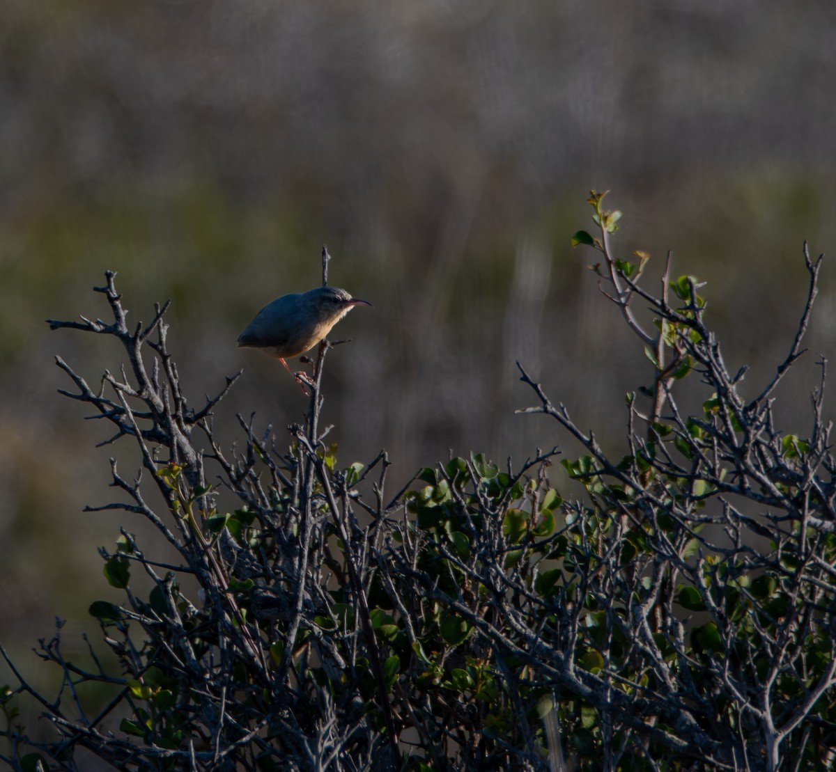 Long-billed Crombec - ML647598501