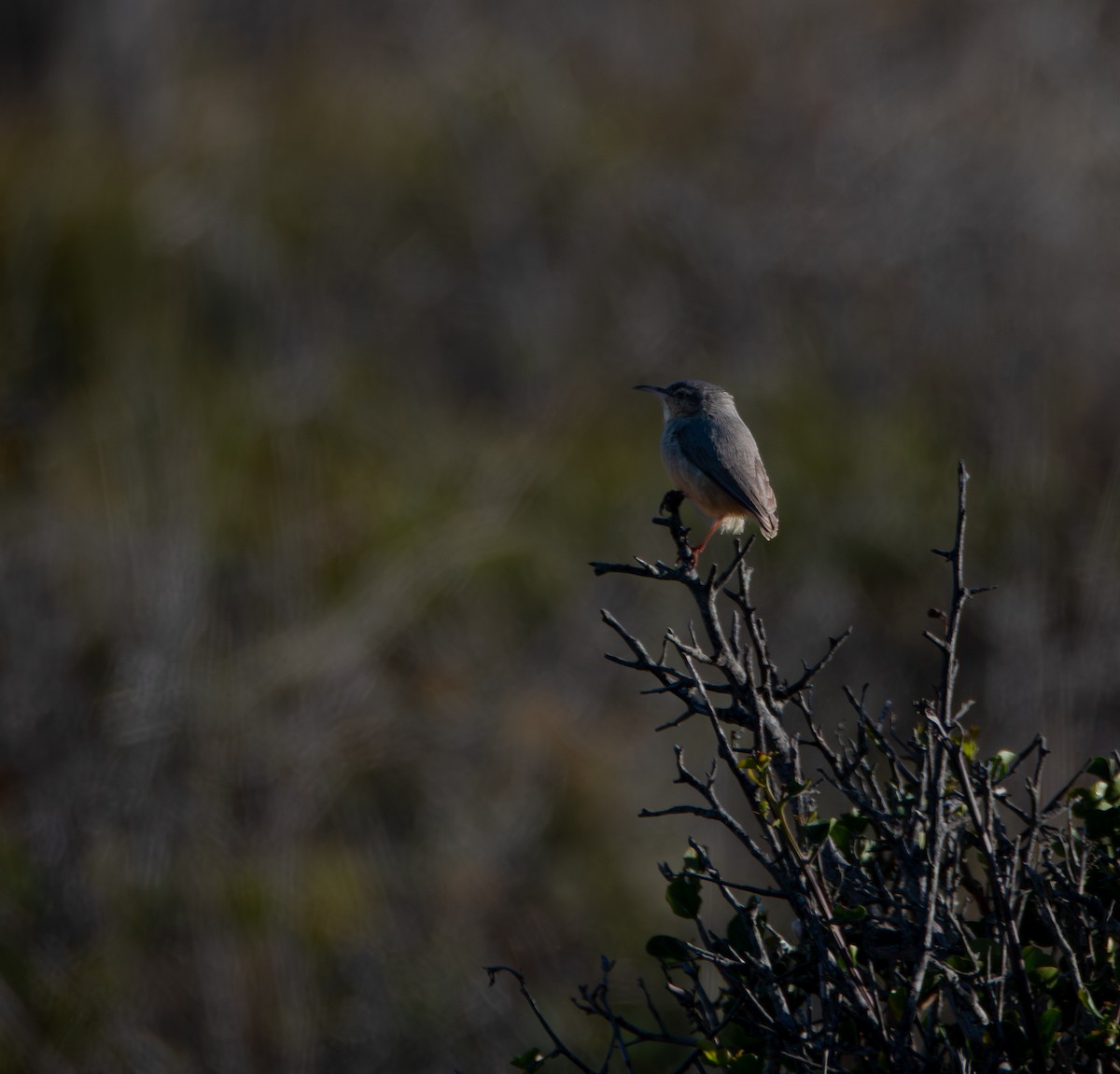 Long-billed Crombec - ML647598502