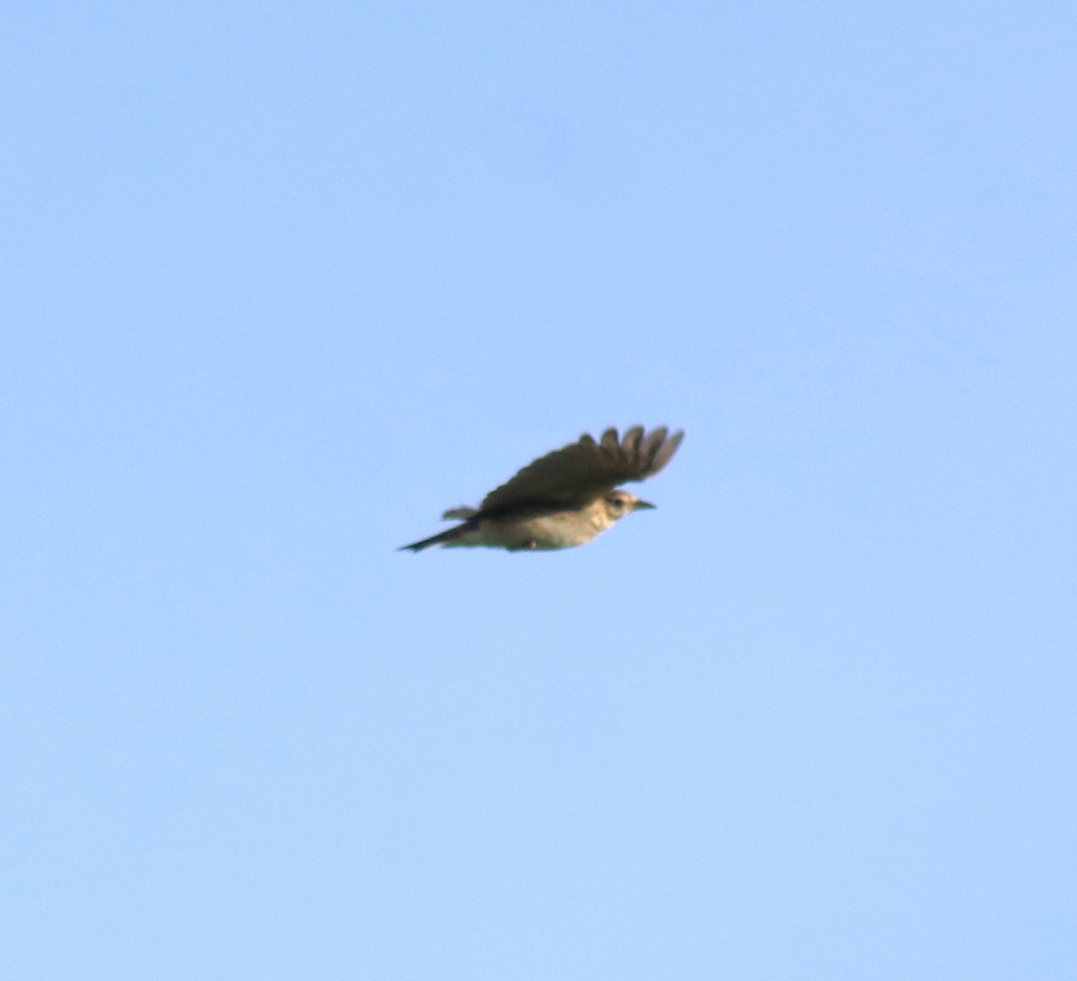 עפרוני בלתי-מזוהה - ML647598507