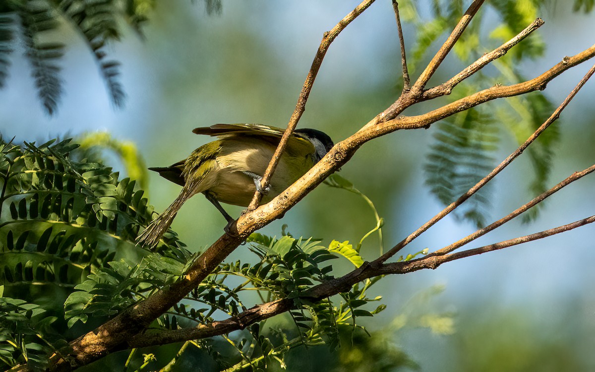 Green-backed Becard (Green-backed) - ML647598511