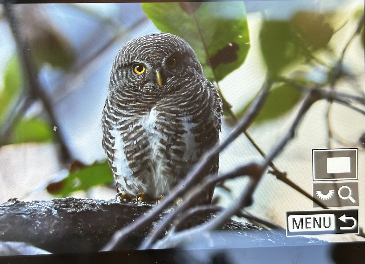 Asian Barred Owlet - ML647598512