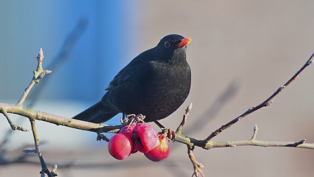 שחרור - ML647598513