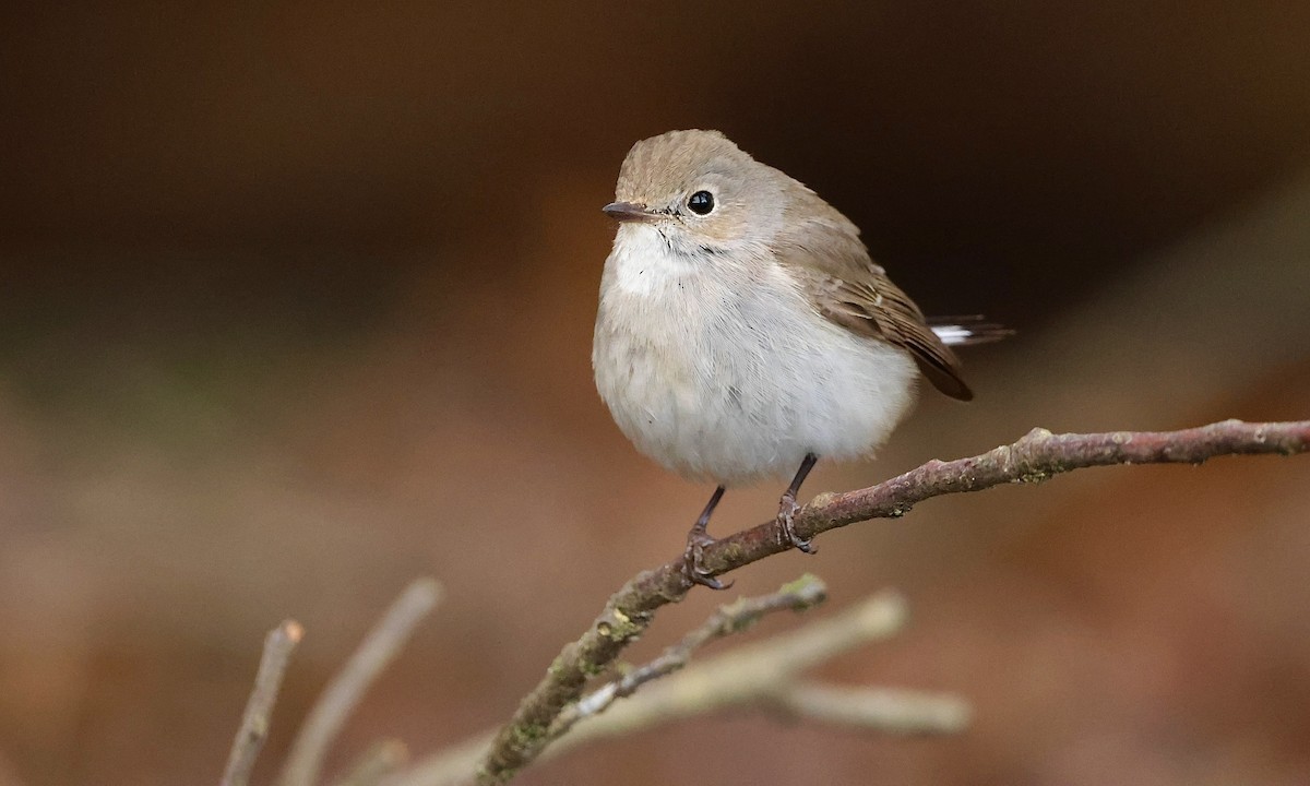 חטפית טאיגה - ML647598515