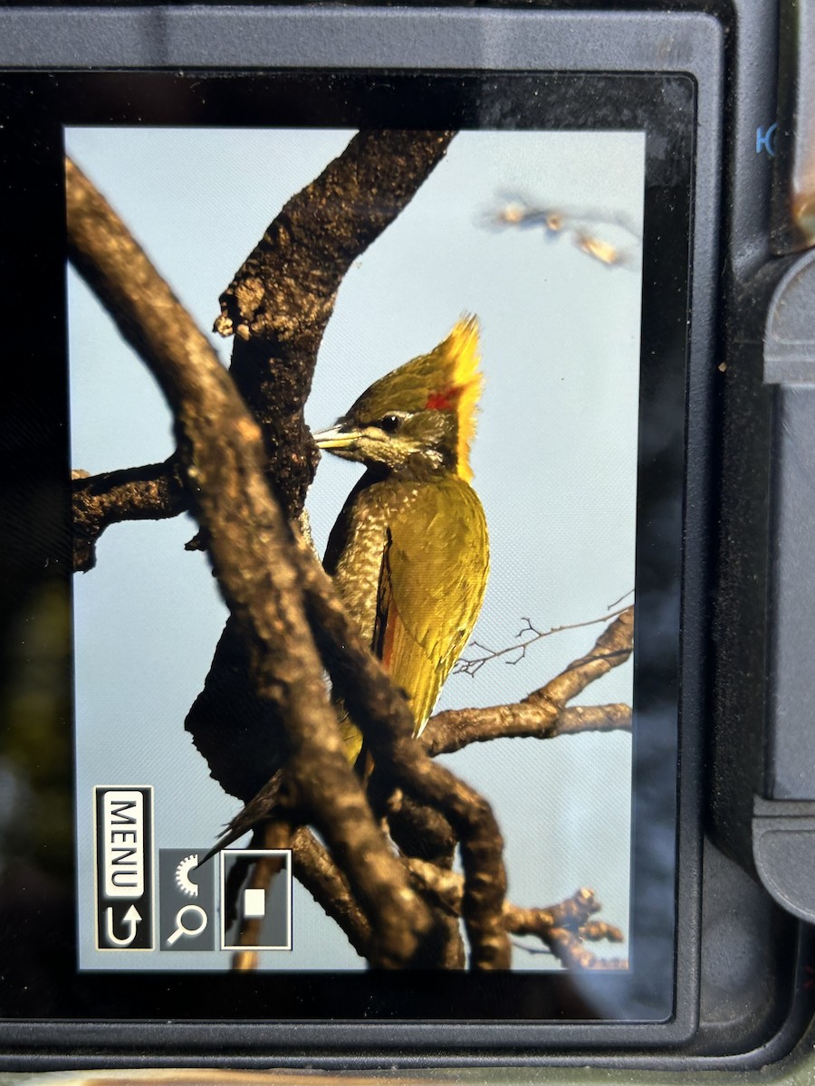 Lesser Yellownape - ML647598516