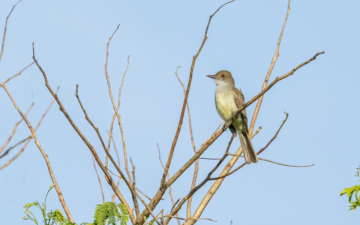 Swainson's Flycatcher - ML647598518