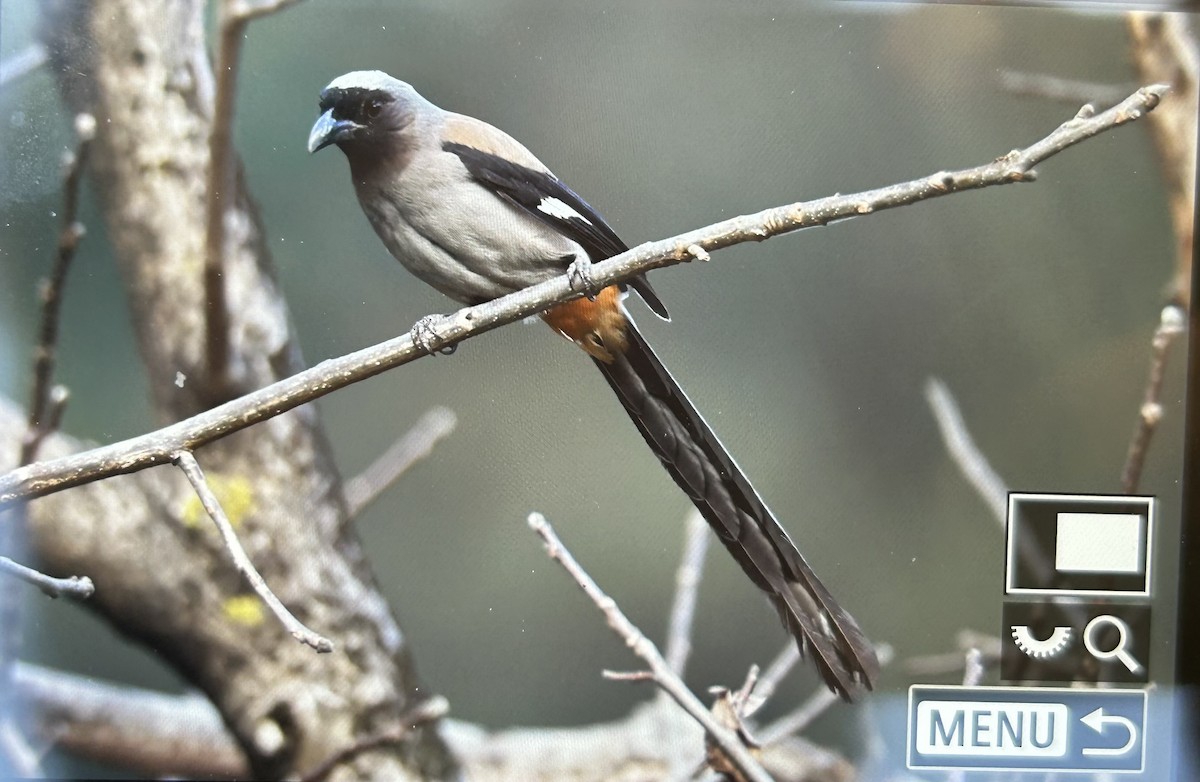 Gray Treepie - ML647598519