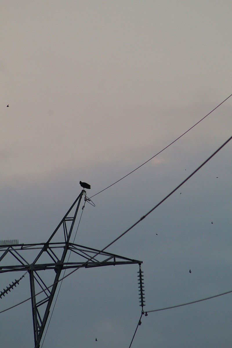 Чёрная катарта - ML647598525