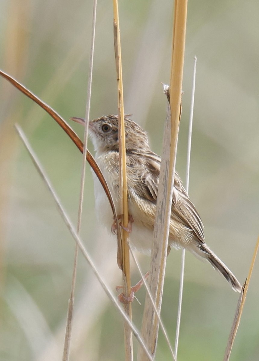 Desert Cisticola - ML647598546