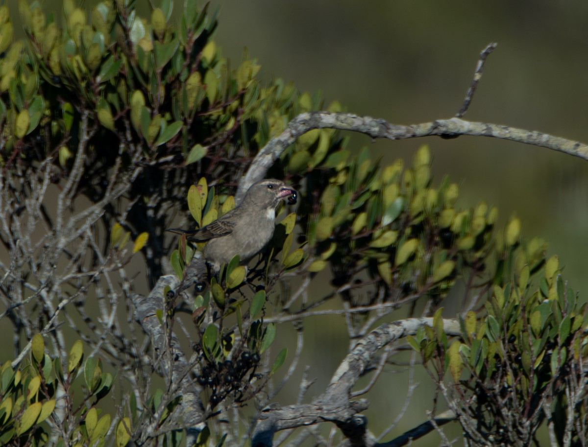 White-throated Canary - ML647598551