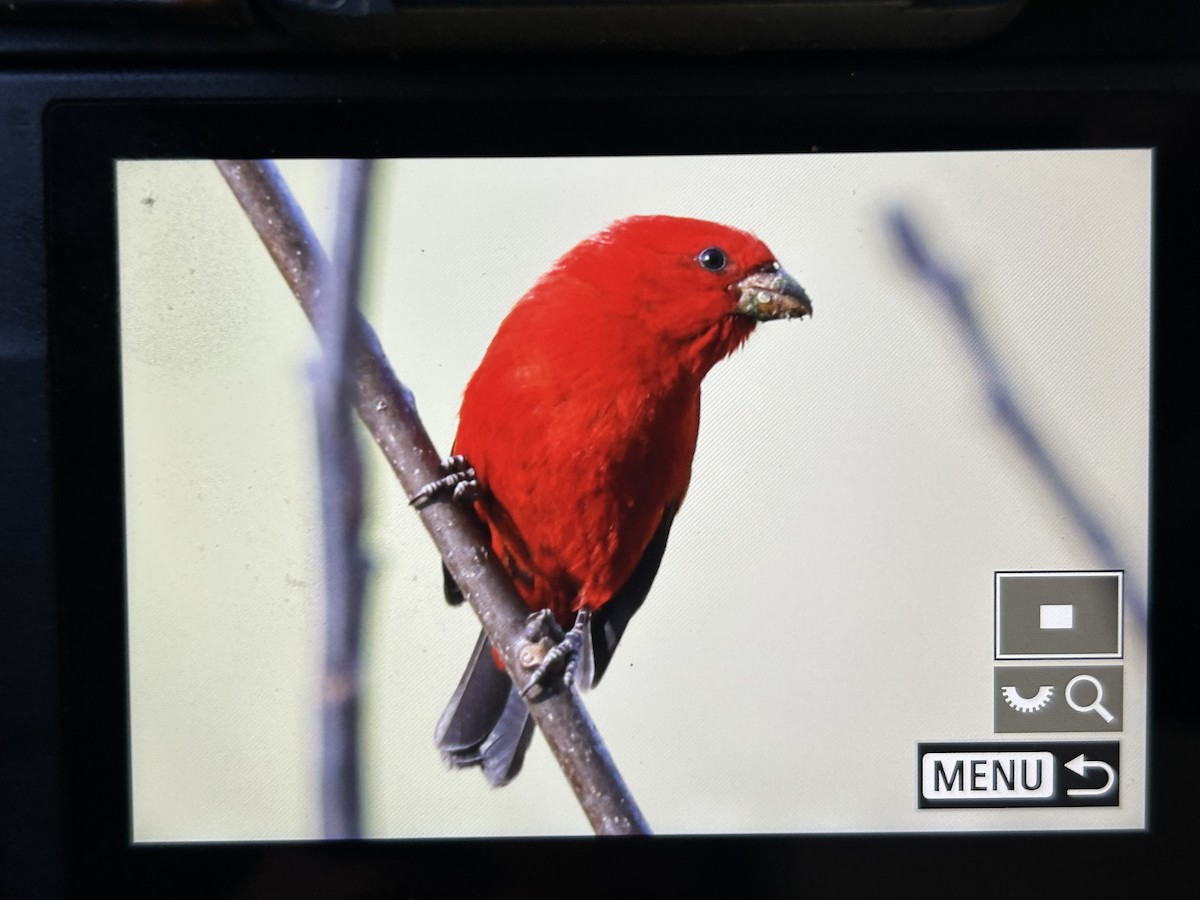 Scarlet Finch - ML647598552