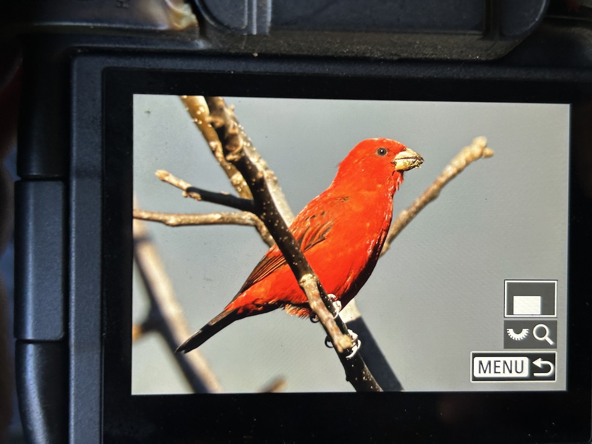 Scarlet Finch - ML647598553