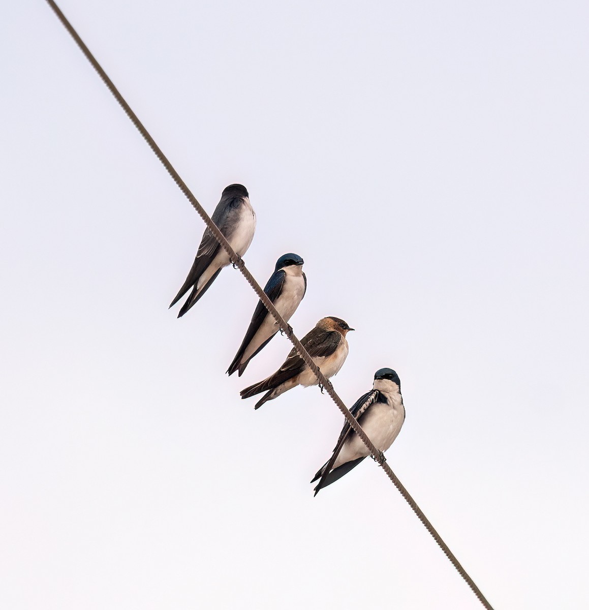 Tree Swallow - ML647598572