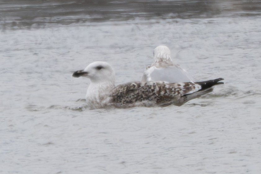 racek mořský - ML647598585