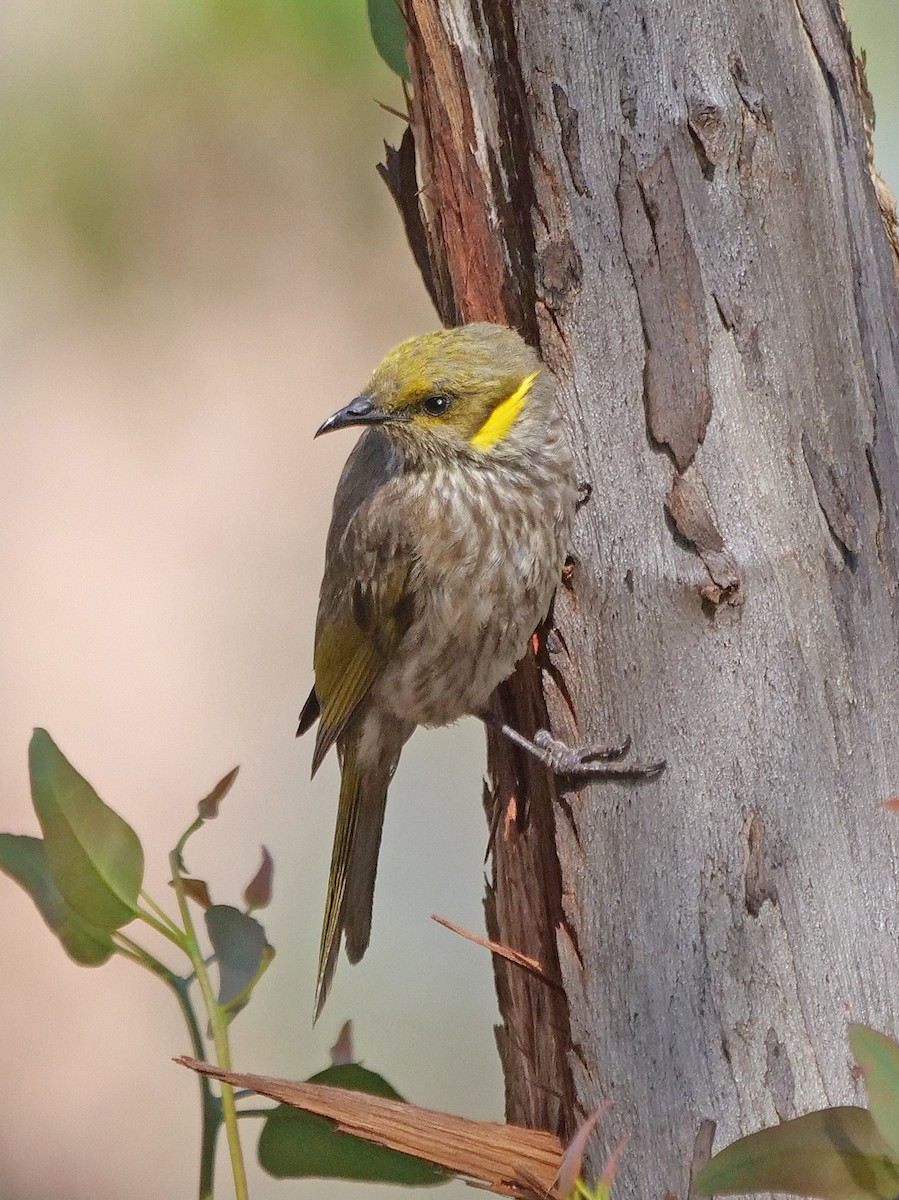 Yellow-plumed Honeyeater - ML647598621