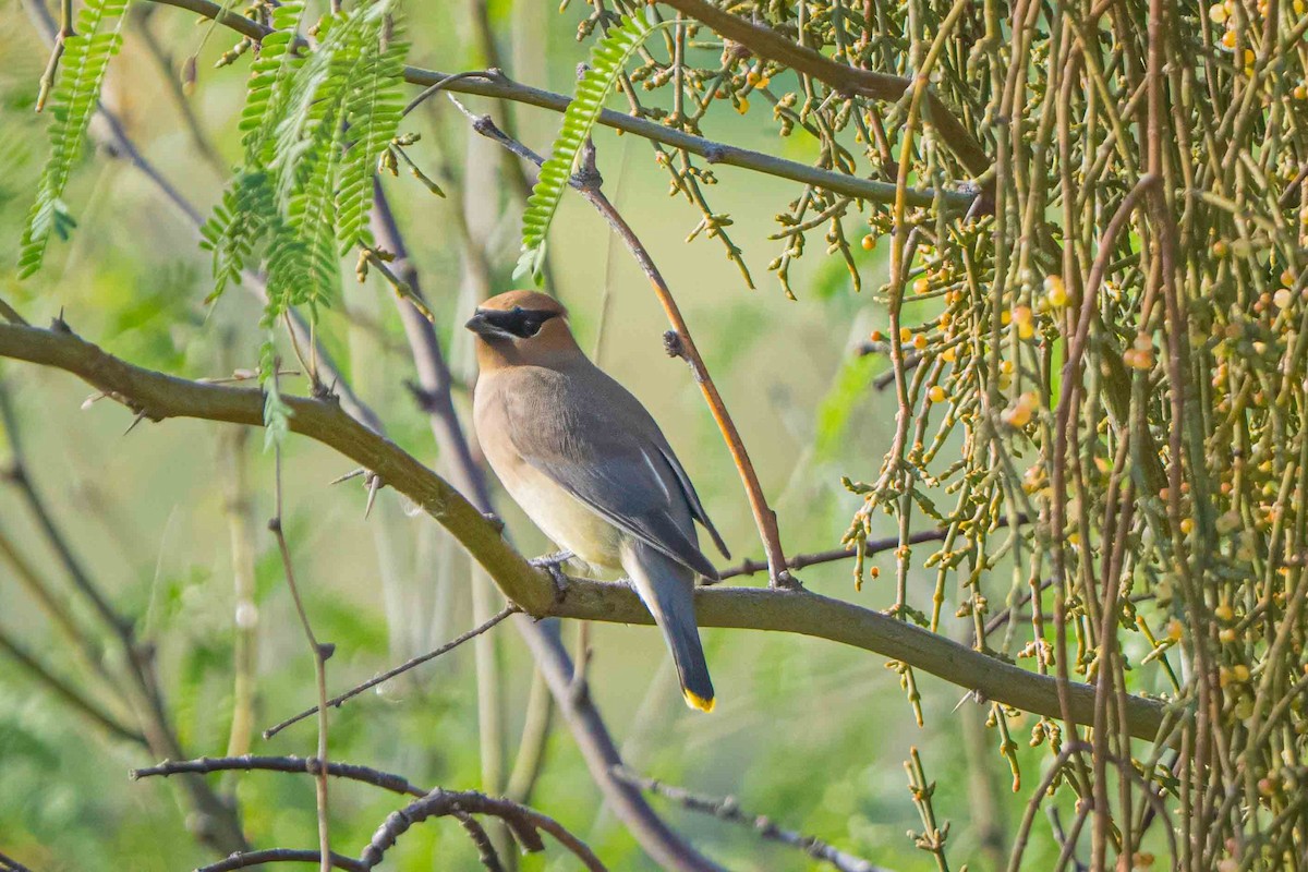 Sedir İpekkuyruğu - ML647598627