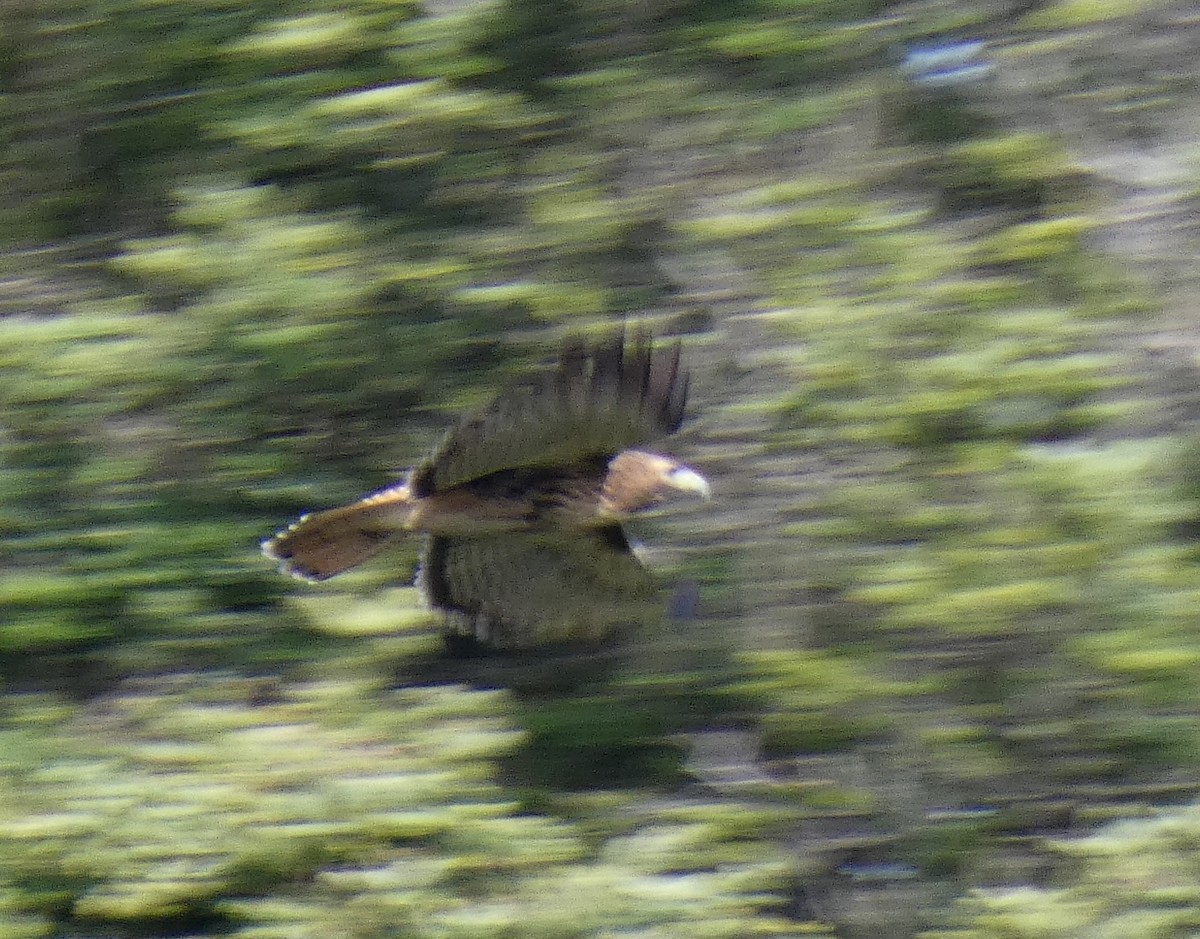 Red-tailed Hawk - ML647598635
