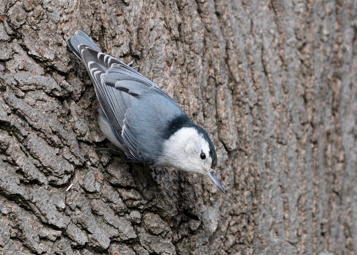 White-breasted Nuthatch - ML647598638
