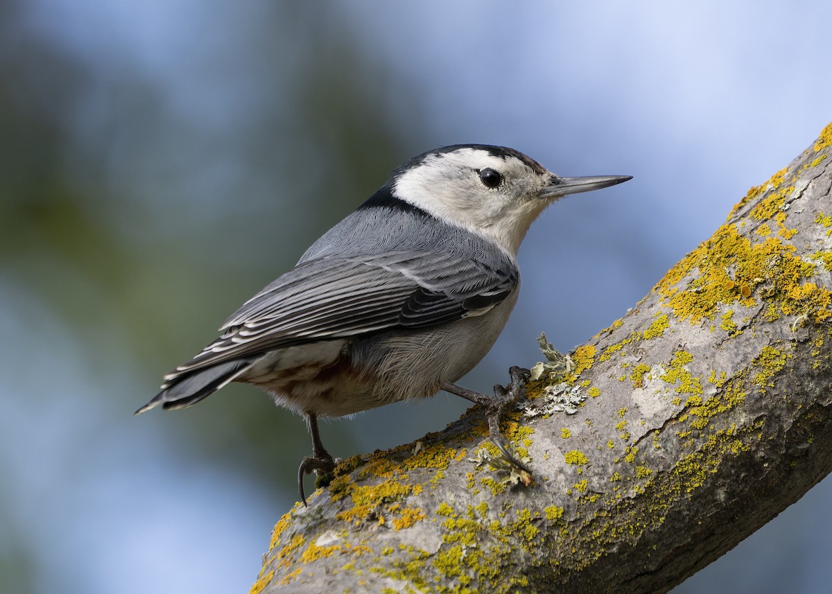White-breasted Nuthatch - ML647598639