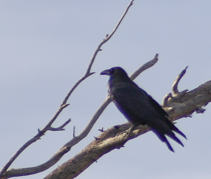 Common Raven - ML647598649