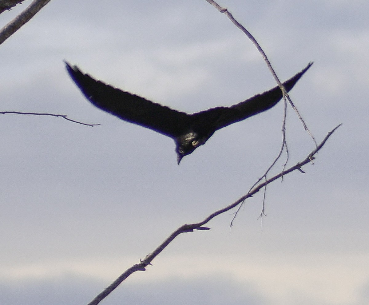 Common Raven - ML647598650