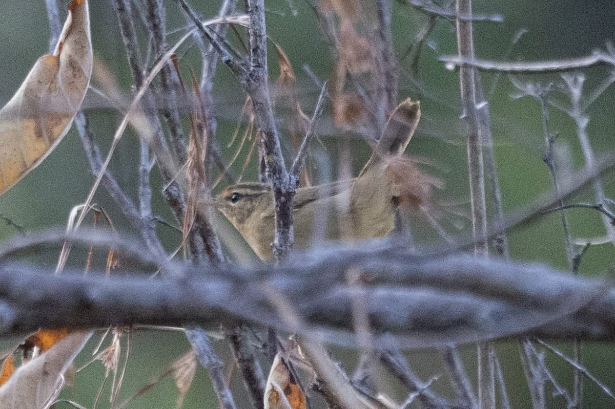 עלווית כהה - ML647598670