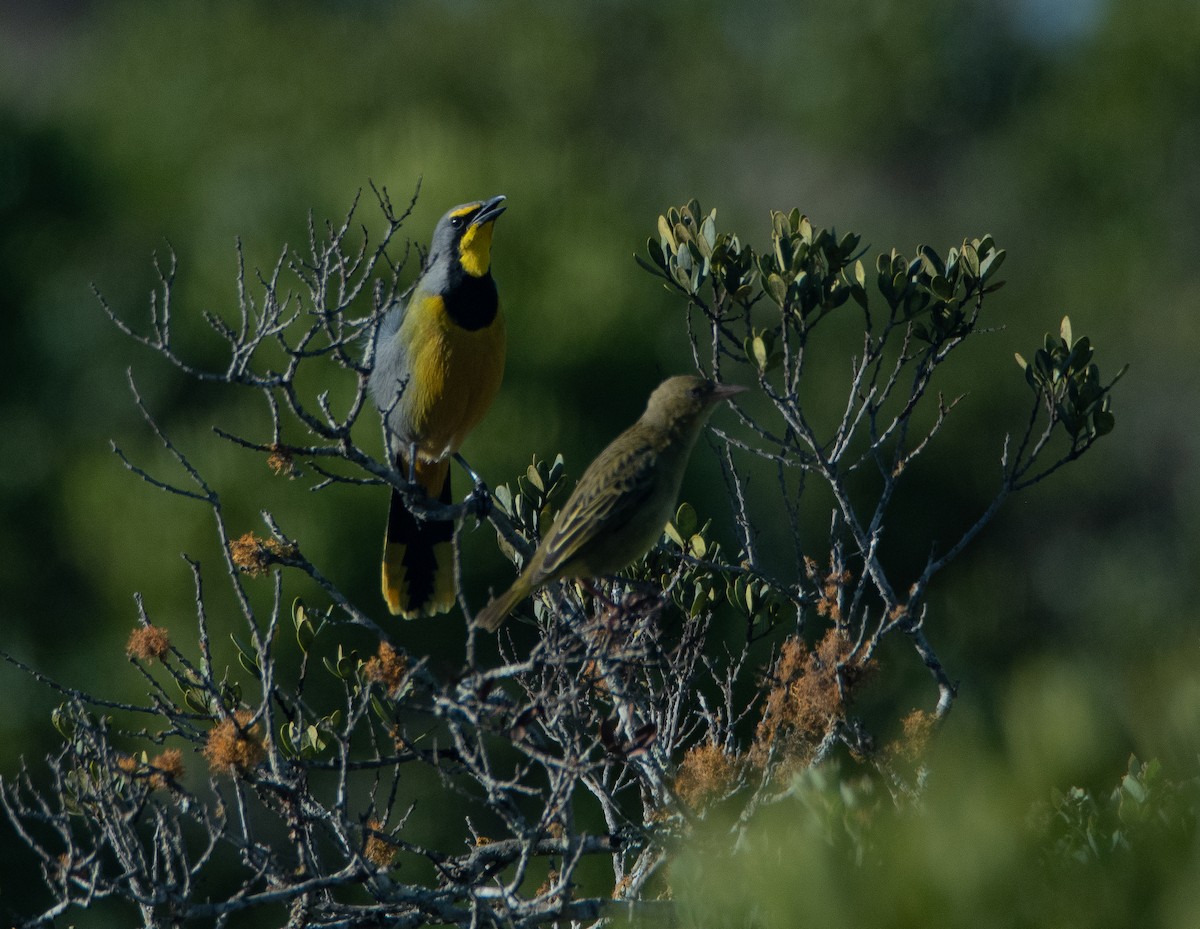 Bokmakierie - ML647598675